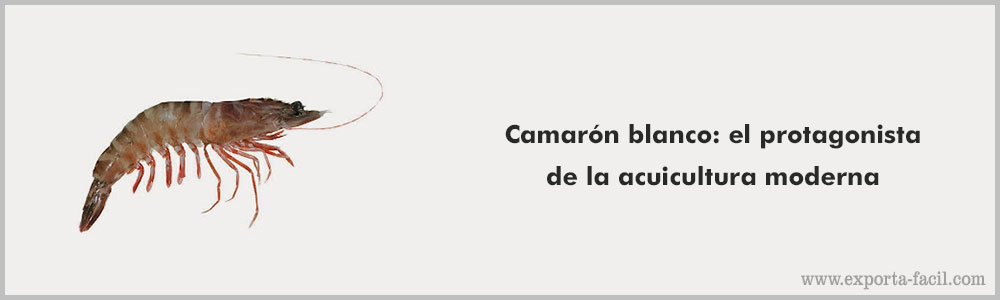 Camaron blanco el protagonista de la acuicultura moderna 3