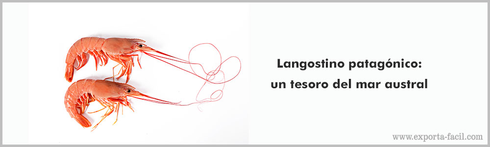 Langostino patagonico un tesoro del mar austral 7