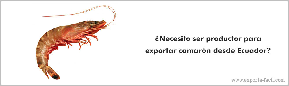 ¿Necesito ser productor para exportar camaron desde Ecuador 3