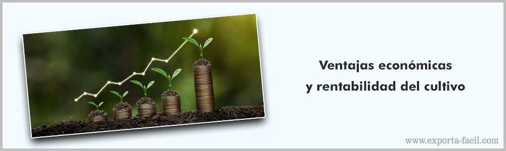 Ventajas economicas y rentabilidad del cultivo 4 Ventajas economicas y rentabilidad del cultivo 3